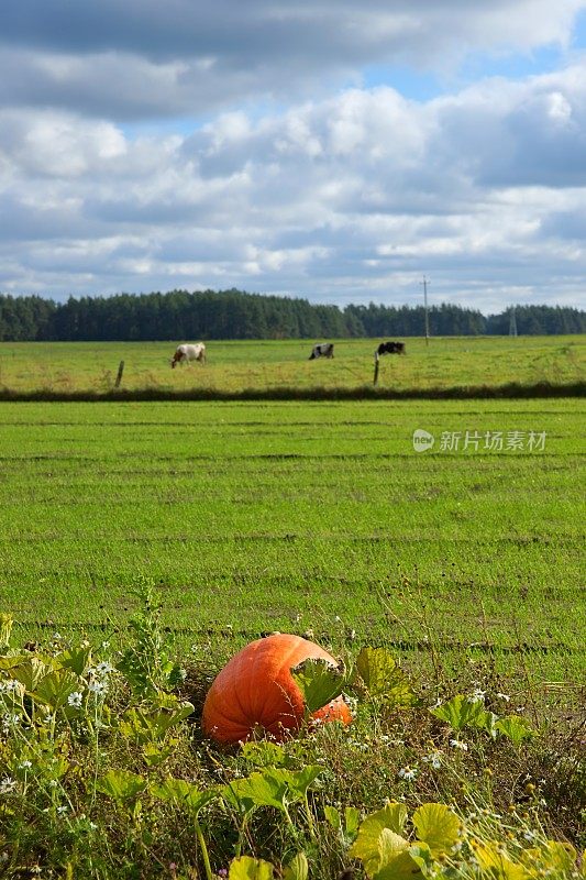 南瓜(Cucurbita maxima Duch.)，种在地里的大水果